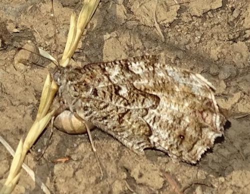 Réf. 213 845 : Hipparchia semele